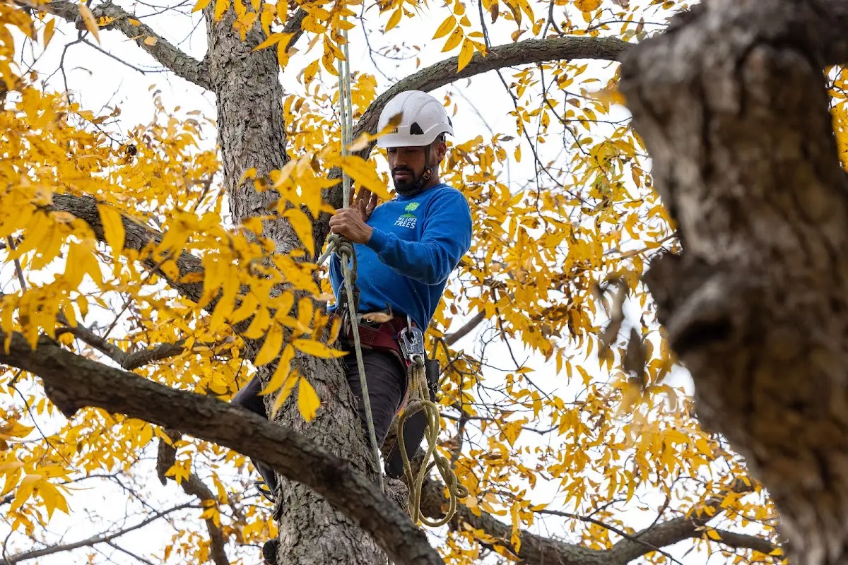 Skilled Tree Trimming crew working in Calhoun
